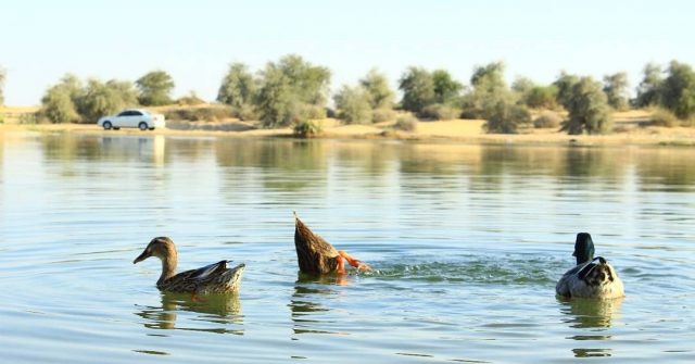 al-qudra-lake