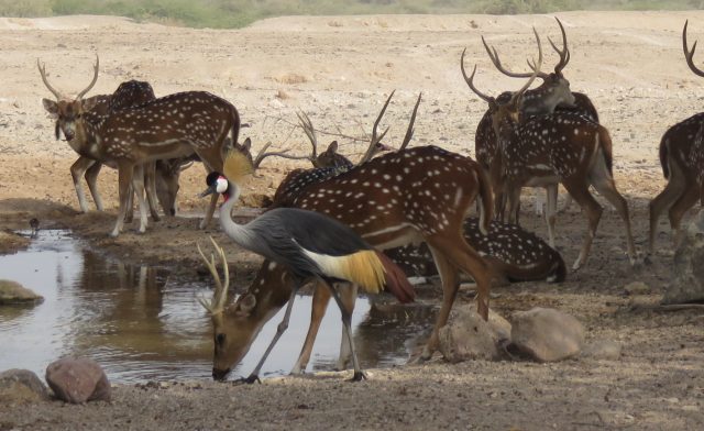 uae road trips from dubai places to visit in uae sir bani yas island abu dhabi