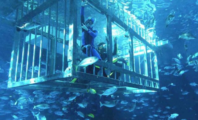 cage snorkelling at Dubai Aquarium Dubai Mall