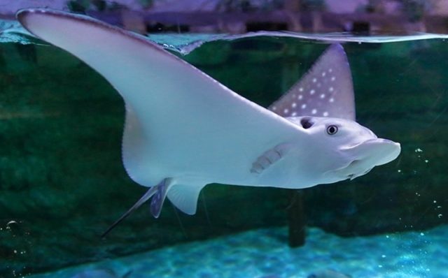 sting ray encounter at dubai aquarium dubai mall