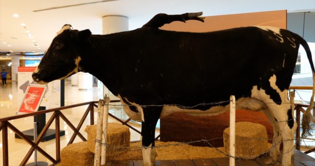 Ripleys-Believe-it-or-Not-at-WAFI-five-legged-cow